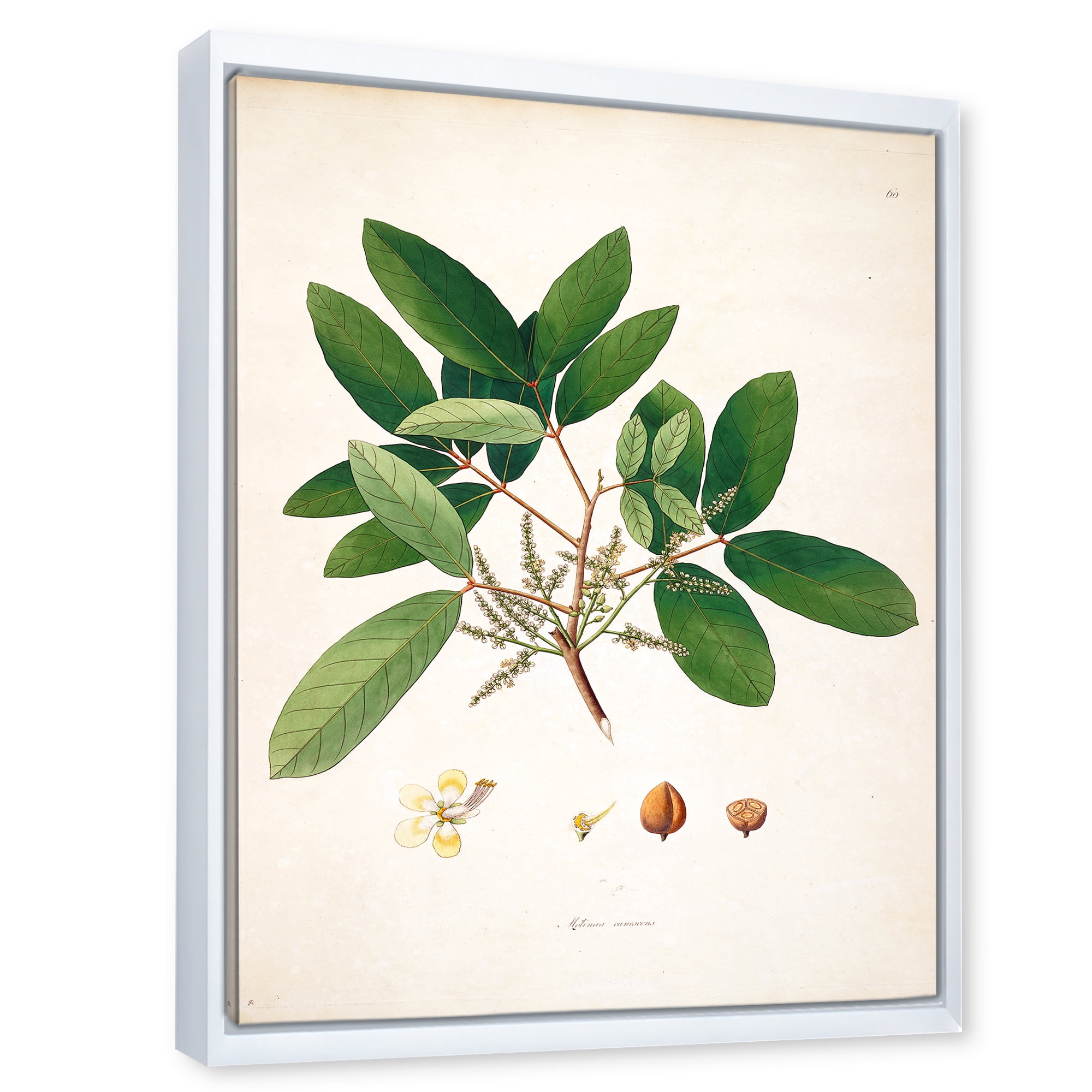 Designart 'Ancient Botanicals II' Farmhouse Framed Canvas Wall Art Print