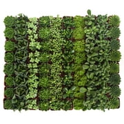 Home Botanicals Green Succulent (Collection of 40)