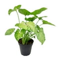 thumbnail image 3 of Syngonium Berry Allusion (4"+ Plastic Pot) - Air-purifying and Low Light Houseplant for Home and Office Decoration, 3 of 4