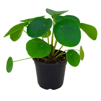 Chinese Money Plant Live, Pilea Peperomioides Plant Live, 3'' Pot, 2 - 4'' Tall, Money Plant for Indoor Growing