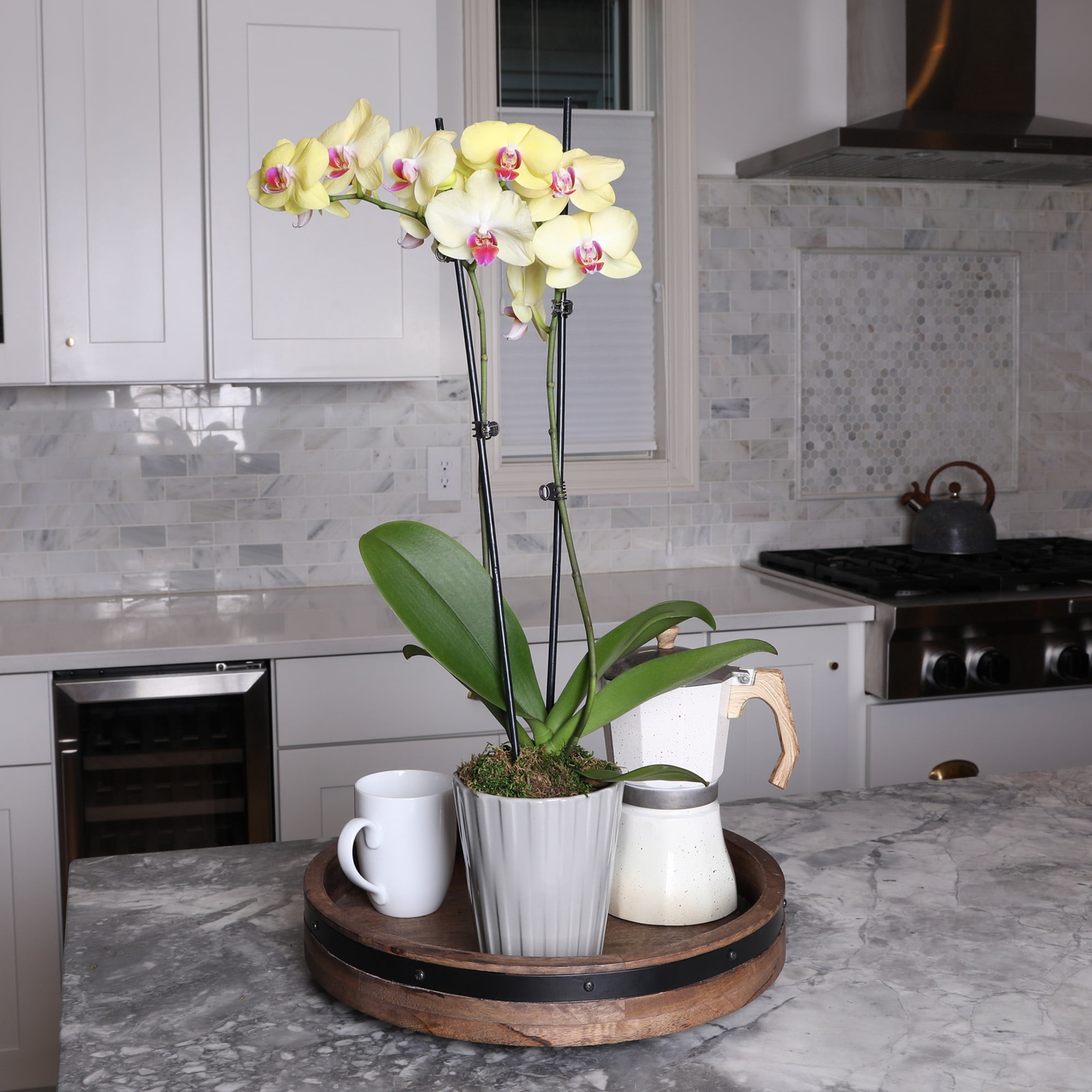 Just Add Ice 16-30" Yellow and Purple Premium Orchid Live Plant in 5" Grey Ceramic Pot, House Plant