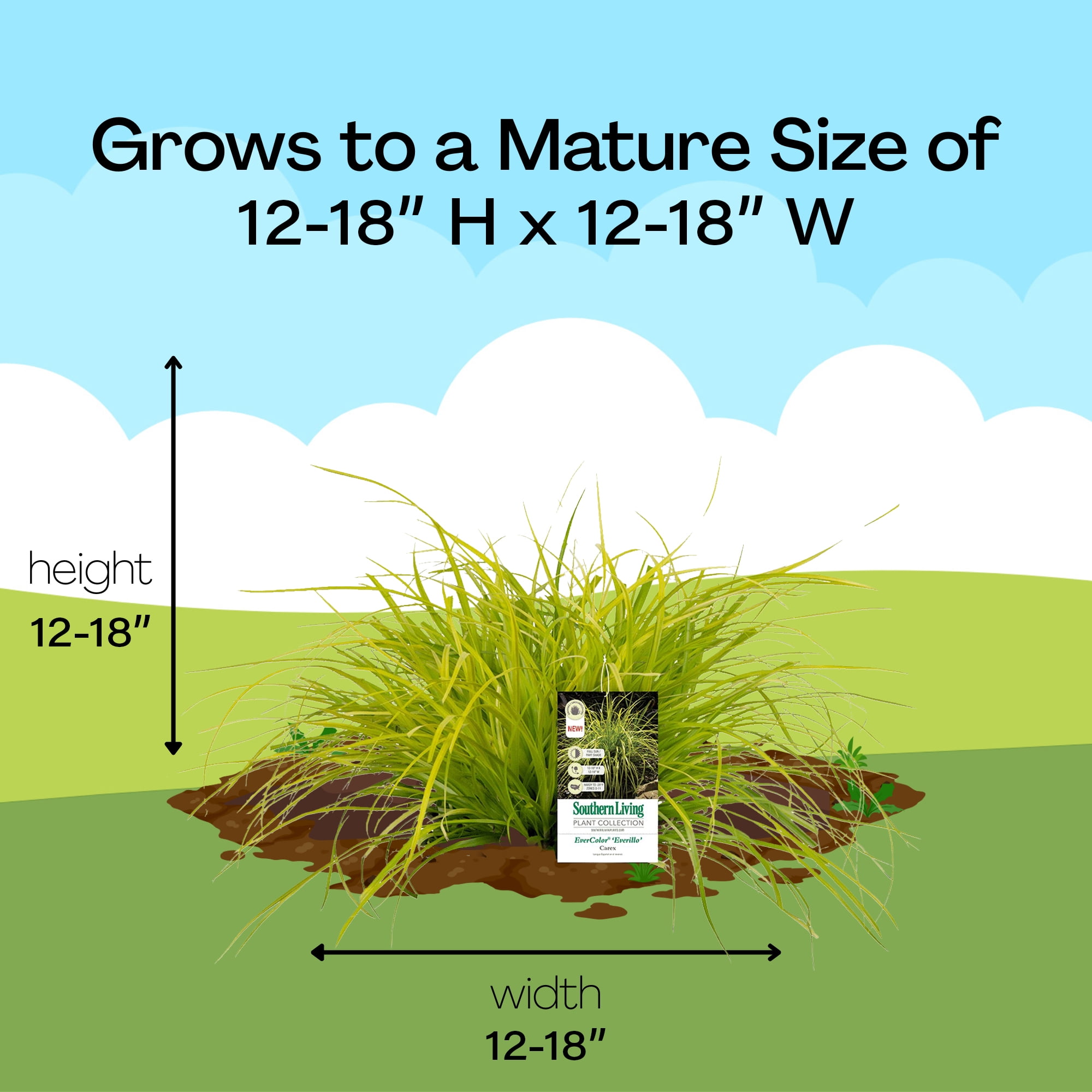 Southern Living EverColor Everillo Carex 'Sedge' Live Shrub in 2.6-Quart Grower Pot