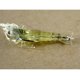 thumbnail image 5 of 10 unidades de señuelos de pesca de camarón blandos, 4 cm, PVC transparente, cebo para lubina de agua salada, ligeros, 5 of 5