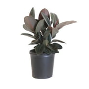 United Nursery Live Ficus Burgundy Plant 24-34 inches Tall in 9.25-inch Grower Pot