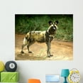 thumbnail image 1 of African Wild Dog Lycaon Wall Mural Decal Sticker, Wallmonkeys Peel & Stick Vinyl Graphic (48 in W x 38 in H, 1 of 4