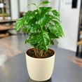 thumbnail image 3 of Arabica Coffee Plant, 3 of 7