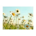 thumbnail image 3 of Tiptophomedecor Floral Wallpaper Wall Mural - Daisies Spring Meadow, 3 of 4