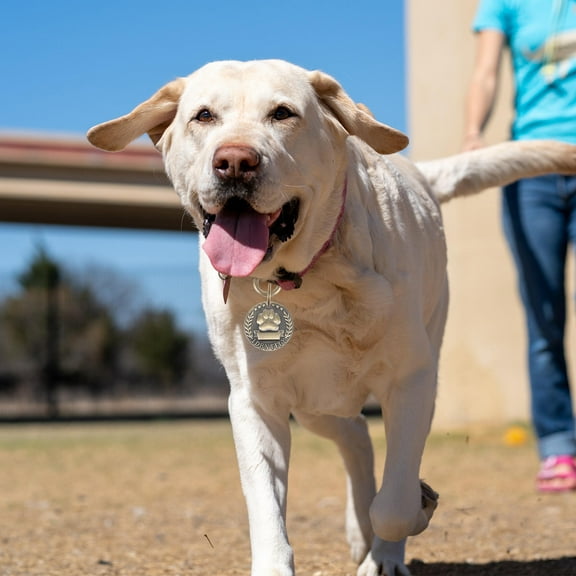 LULULION Pet Collar Tag Round Dog Tags Zinc Alloy for Daily Use 1Pack
