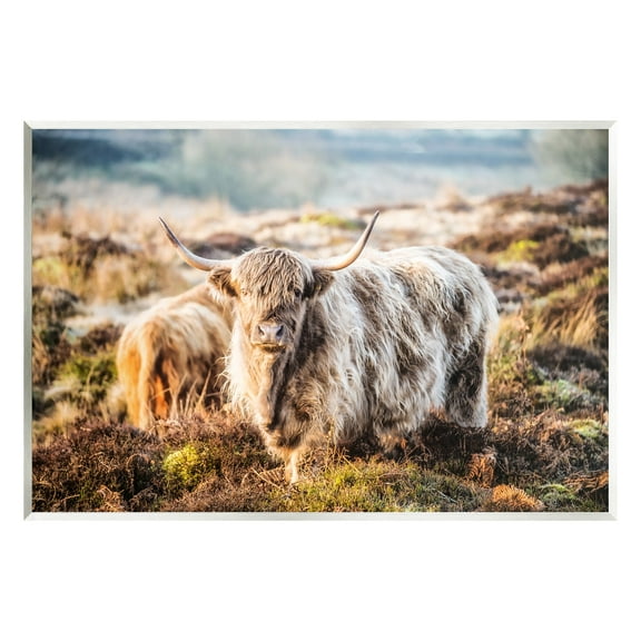 Stupell Industries Pleasant Highland Cattle Grazing Mossy Pasture At Dawn Photograph Unframed Art Print Wall Art, Design by James Dobson