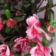 thumbnail image 5 of Azalea artificial morada 6 puntas 18 flores grandes diámetro de flor grande 75 cm peso aproximado 60 g altura 37 cm ANGGREK  Otros, 5 of 8