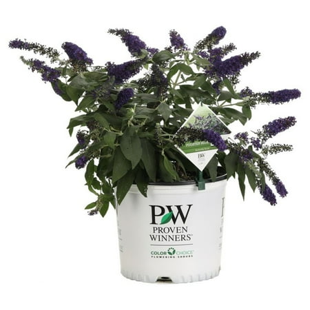 Proven Winners Pugster Blue Butterfly Bush Buddleia Live Shrub