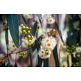 thumbnail image 6 of 25 RED FOREST GUM Tree Eucalyptus Tereticornis Blue Grey Mountain Flower Seeds, 6 of 9