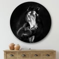 thumbnail image 2 of Designart 'Close Up Portrait Of Black Kladruby Horse' Farmhouse Circle Metal Wall Art 36x36 - Disc of 36, 2 of 5