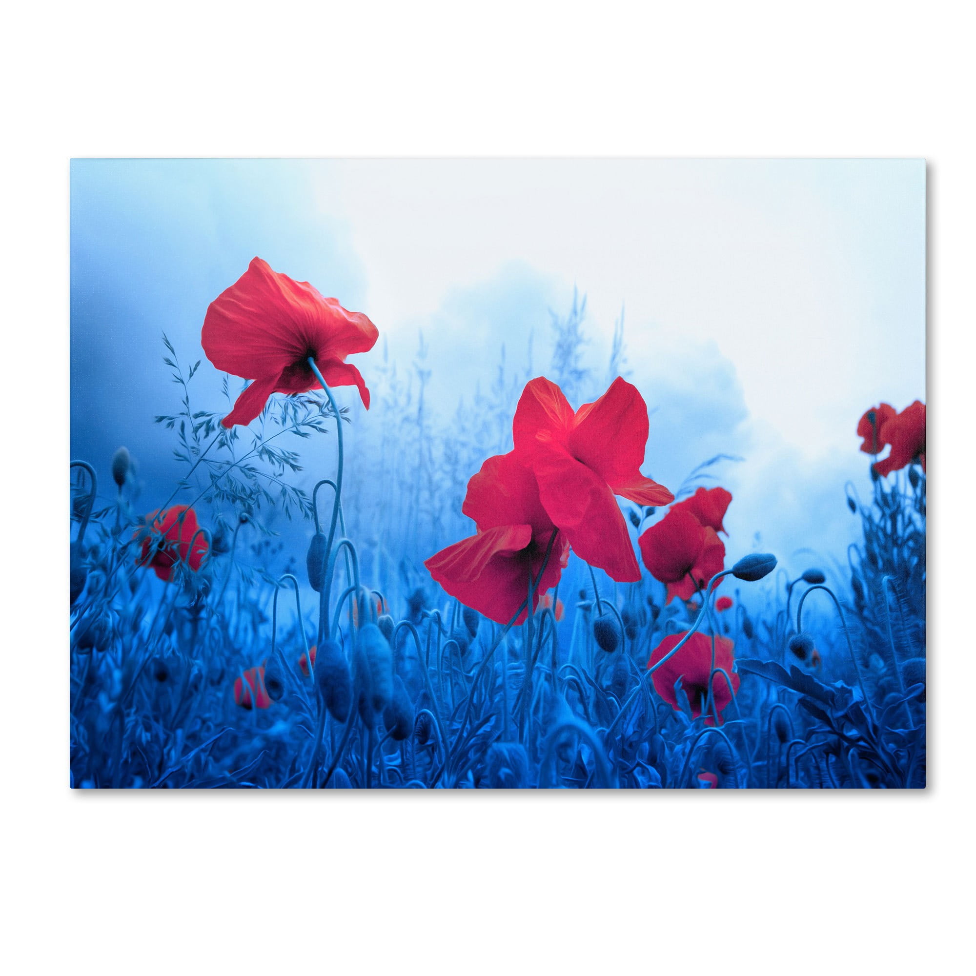 Trademark Fine Art "Jam for Poppies" Canvas Art by Philippe Sainte-Laudy