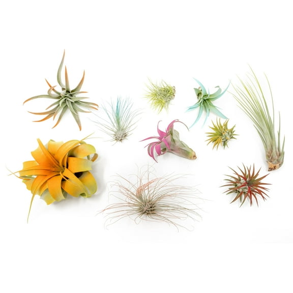 10 Assorted Colorful Air Plants Variety Pack - Vibrant Color Enhanced - Live Tillandsia Succulent House Plants - Wholesale And Bulk - Home And Garden Decor -Easy Care Indoor/Outdoor Plants