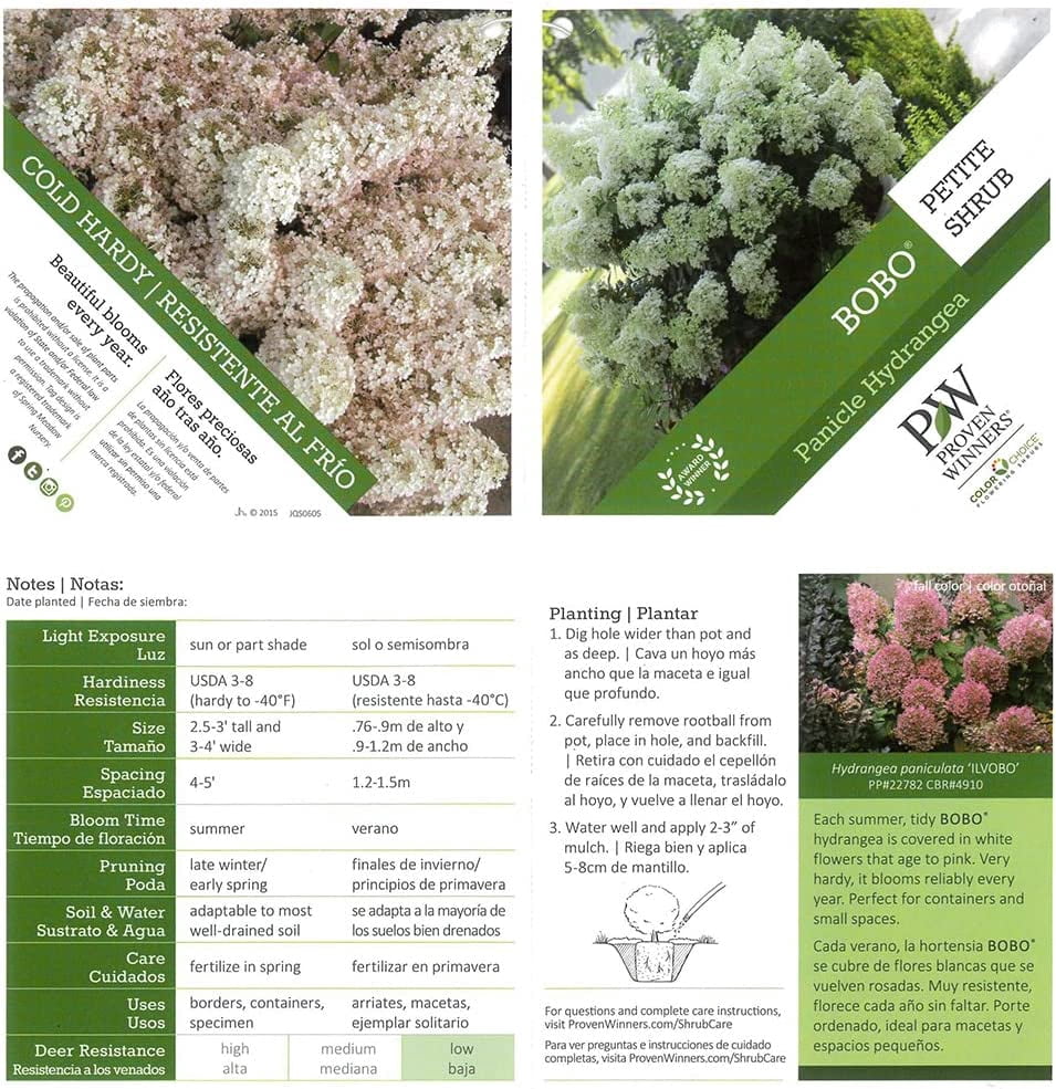 Proven Winners ColorChoice Bobo Hydrangea Live Shrub (2 Gallon)
