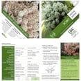 thumbnail image 6 of Proven Winners ColorChoice Bobo Hydrangea Live Shrub (2 Gallon), 6 of 9