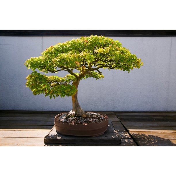 Japanese Bonsai Tree In National Arboretum Washington D C Poster Print By Panoramic Images 36 X 24 Walmart Com Walmart Com