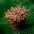 thumbnail image 3 of Artificial Plants Outdoor Boxwood Shrubs - 8 PCS Bundles Fake Plants UV Resistant No Fade Faux Plastic Greenery Fall Flowers Garden Porch Patio Decoration (Green Orange), 3 of 8