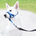 thumbnail image 1 of Cabezal antitirones para perro (2024), con acolchado suave, ideal para entrenamiento con correa y arnés. Resistente a tirones para caminar con facilidad. Naranja, azul y rojo., 1 of 7
