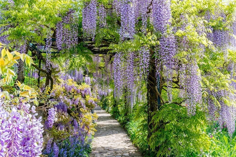 Chinese Wisteria Vine Seeds, 10 Pack Wisteria sinensis 10 Seeds to