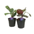 thumbnail image 2 of hirt's 1 red & 1 green prayer plant - maranta - easy to grow -4" pot-live plants, 2 of 5