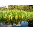 thumbnail image 5 of 250 SWEET FLAG GRASS Wetland Pond Acorus Calamus Ornamental Seeds, 5 of 10