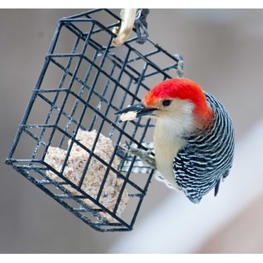 New Suet Plus High Energy 10 Pack  of 11 oz  Suet Cakes for Wild Birds