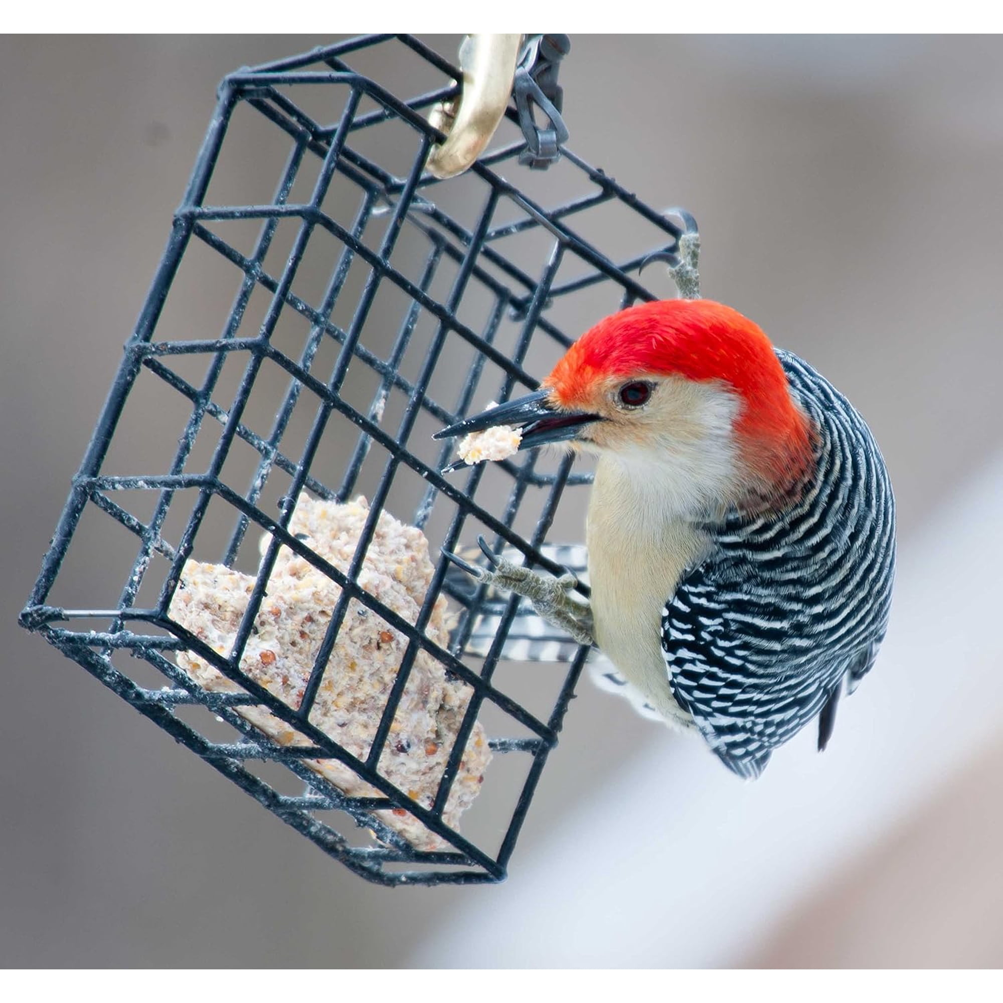 New Suet Plus High Energy 10 Pack of 11 oz Suet Cakes for Wild Birds