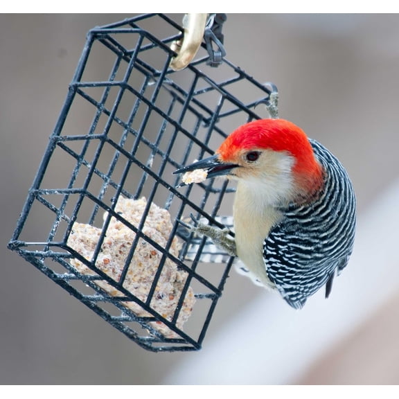 New Suet Plus High Energy 10 Pack of 11 oz Suet Cakes for Wild Birds