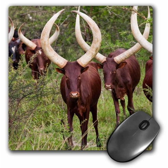 3dRose, Ankole-Watusi cattle. Mbarara, Ankole, Uganda., MousePad