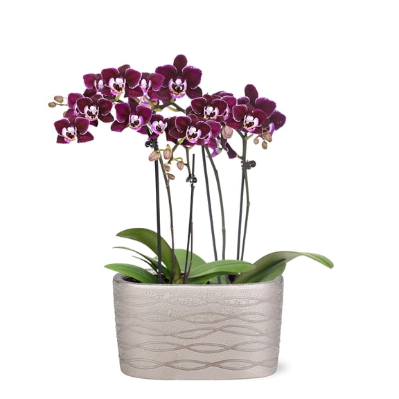 Just Add Ice 6-10" Dark Purple Mini Orchid Duo Live Plants in 4" Silver Ceramic Planter, House Plant
