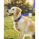 thumbnail image 3 of Collar para perros Joytale acolchado de neopreno ajustable para perros grandes, 3 of 5