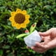 thumbnail image 2 of Flores de ganchillo, girasoles artificiales, plantas tejidas a mano en maceta, regalo de boda para invitados, decoración de girasoles, decoración de habitación, girasoles, 2 of 5
