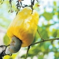 thumbnail image 4 of Yellow Cashew Tree Live Plant 5-8'' for Planting Outdoor, 4 of 5