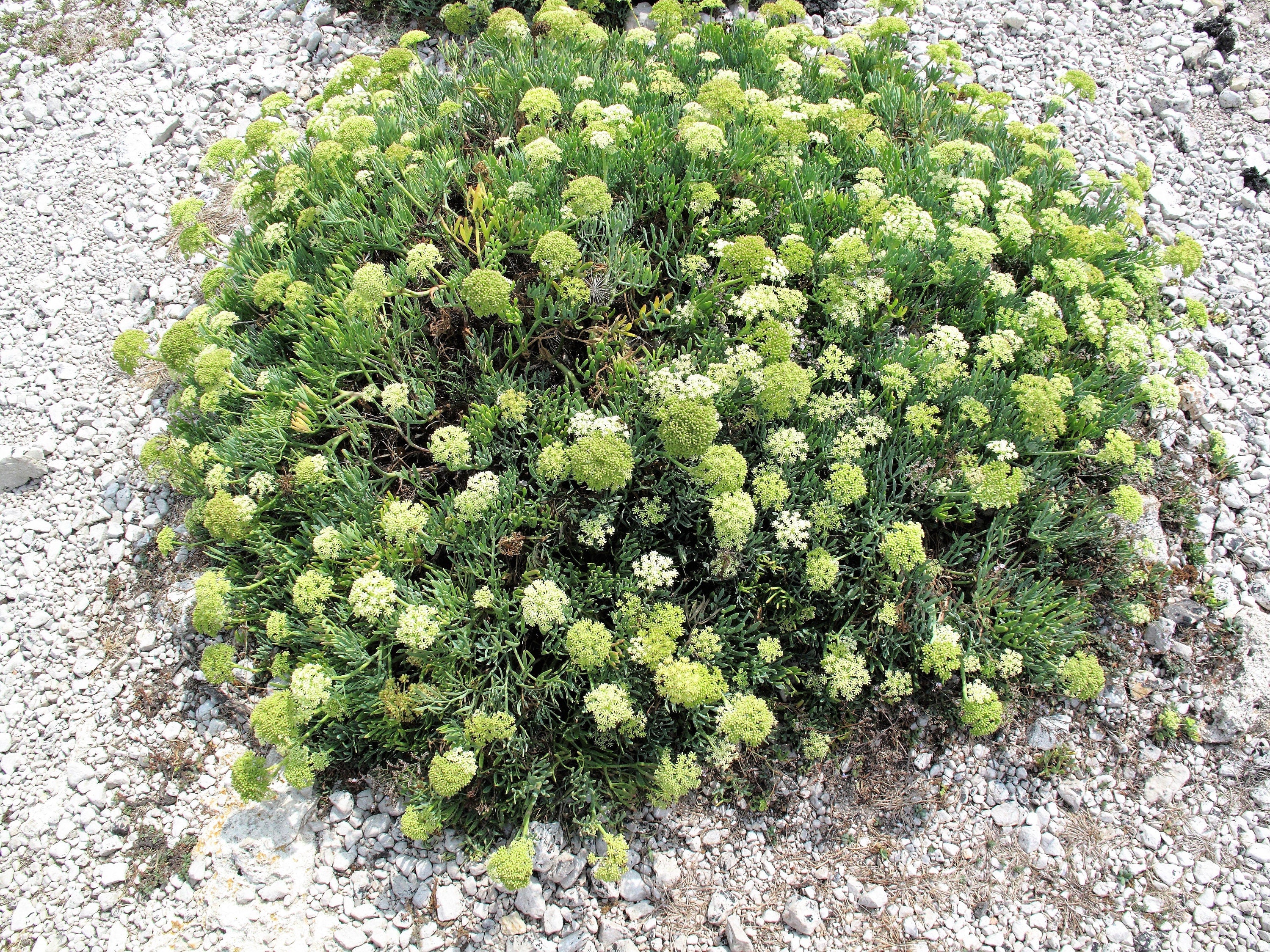 40 SEA FENNEL Rock Samphire Crithmum Maritimum Fragrant Herb Edible Vegetable Yellow Flower Seeds - image 3 of 10