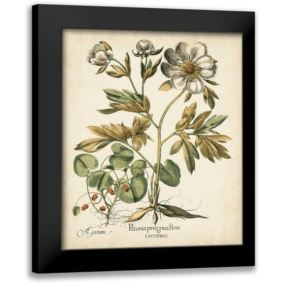 Besler, Basilius 12x14 Black Modern Framed Museum Art Print Titled - Ivory Peonies III