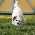 thumbnail image 6 of Chew King By Mammoth Dental Dog Toy Collection, Stick Clinically Proven to Remove Plaque, 6 of 8