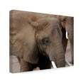 thumbnail image 2 of Trademark Fine Art 'Elephants 2' Canvas Art by Galloimages Online, 2 of 3