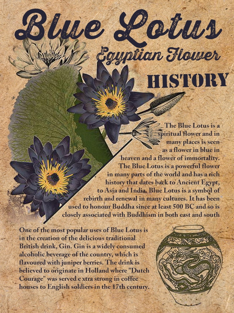 Ceremonial Grade Blue Egypt Blue Lotus Flower (1.75oz) Whole Dried Flowers For Tea, Wine, Essential Oil, Recreational Purposes