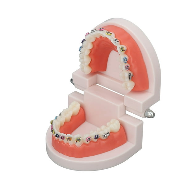 Modelo De Enseñanza Dental, Modelo De Dientes Estándar Estructura Completa Modelo De Dientes De Ortodoncia De Plástico Para Demostración De Enseñanza Escolar OTVIAP Dental Teaching Model