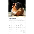 thumbnail image 4 of Guinea Pigs | 2026 12x24" (Hanging) Wall Calendar | Plastic-Free | BrownTrout, 4 of 9