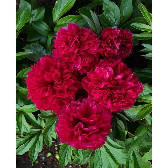 Command Performance Peony - 1 root division