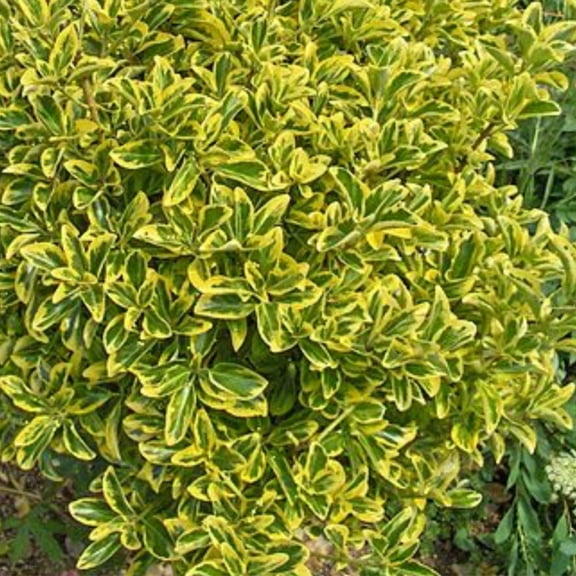 Aureomarginatus Japanese Euonymus-Variegated Foliage  3 Gallon