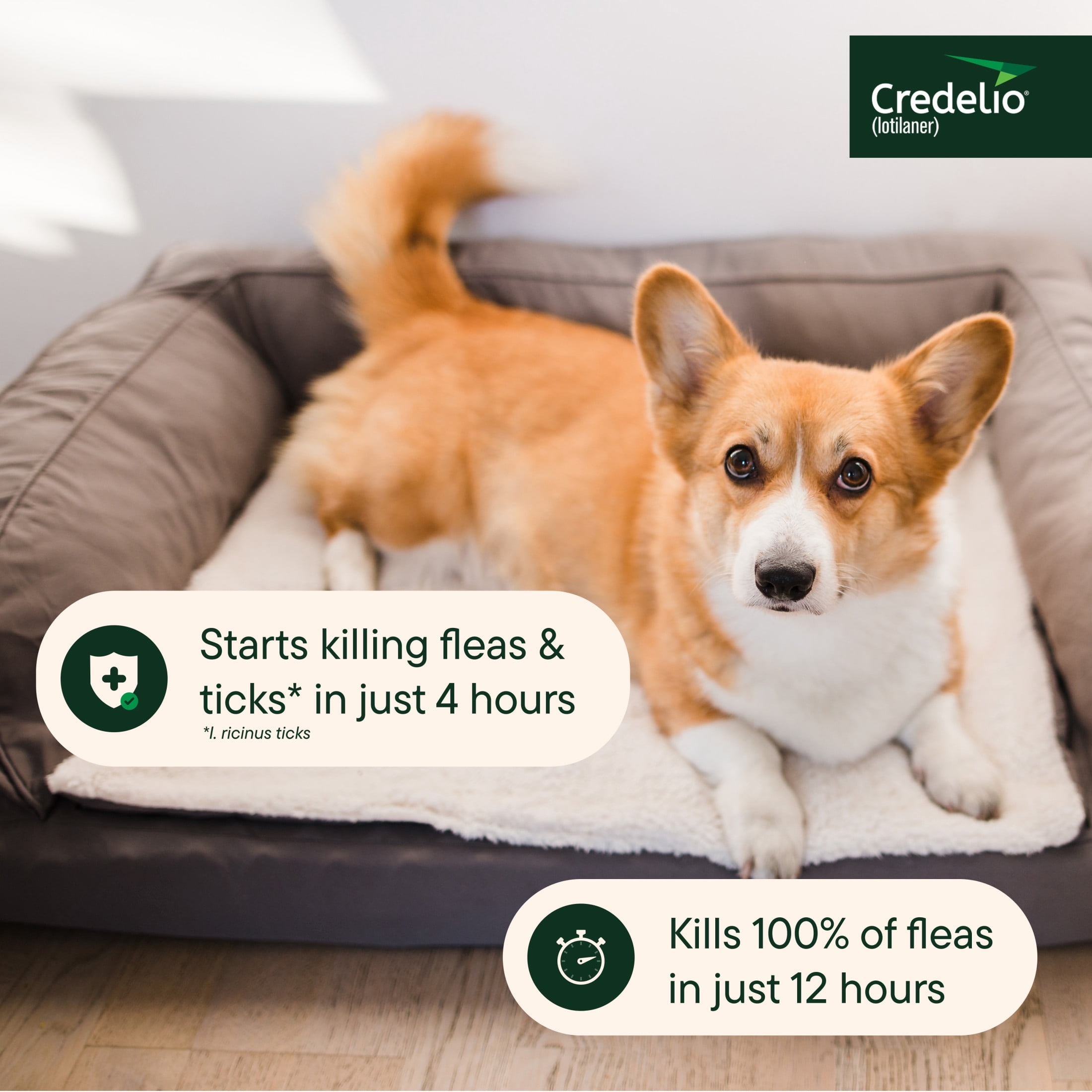 Credelio (lotilaner) Tick & Flea Treatment + Flea Infestation Protection for Dogs 12.1-25.0 lbs. (6 Tablets)