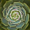 thumbnail image 2 of Mozqueda, Victor 26x26 White Modern Wood Framed Museum Art Print Titled - Echeveria Ben Badis, 2 of 4