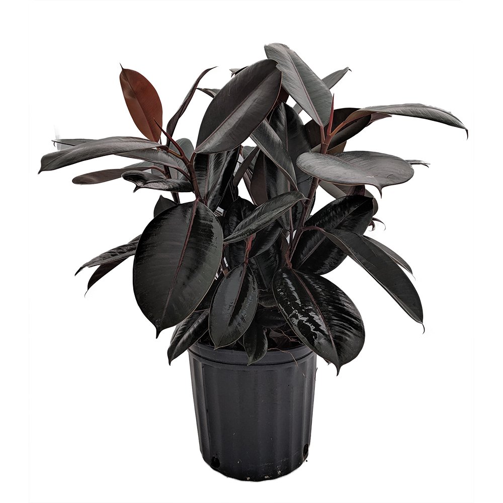 Burgundy Rubber Tree Plant Ficus An Old Favorite 8