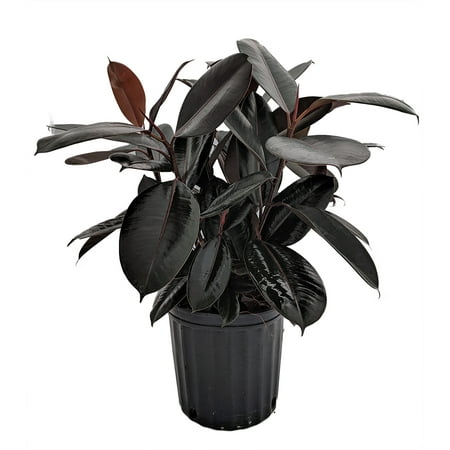 Burgundy Rubber Tree Plant - Ficus - An Old Favorite - 8