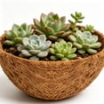 thumbnail image 6 of Diceymbol Round Hanging Planter with Coconut Fiber Liner Eco-Friendly Coir Basket for Indoor/Outdoor Plants, Breathable Air Pruning Pot with Chain for Ferns, Flowers & Herbs 8In, 6 of 7