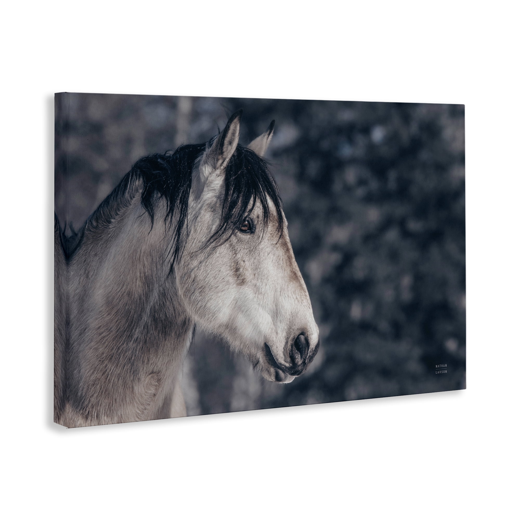 Stupell Industries Intense Gaze Stallion Animals & Insects Photography Gallery Wrapped Canvas Art Print Wall Art, 45 x 30